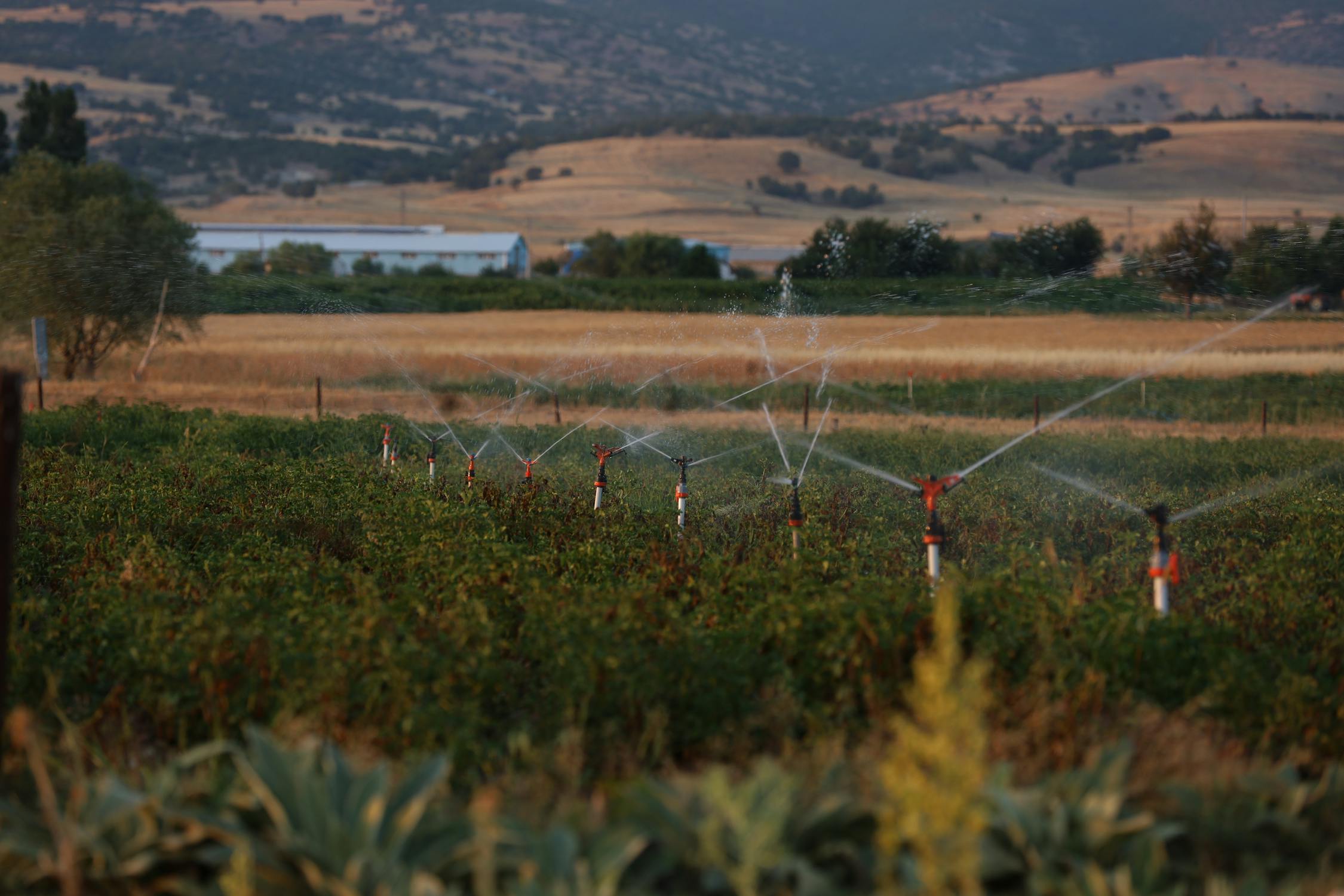 Sprinkler irrigation system watering a green residential lawn